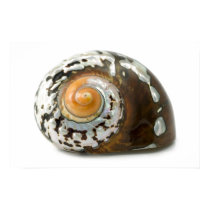 Shell Poster posters