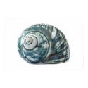 Shell Poster posters