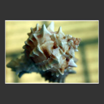 shell posters