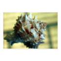 shell posters