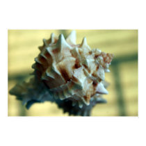 shell posters by HAJenkins shell posters