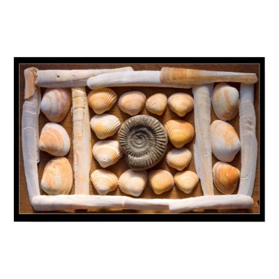 shell sculpture posters by nightsky