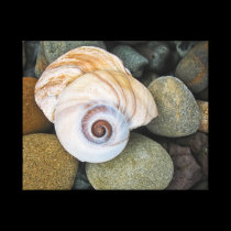 Shell Spiral On The Rocks canvas wrap canvas prints