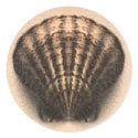 Shell Stickers by MidnightAkita Shell Stickers