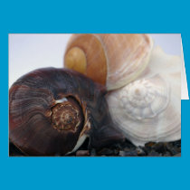 Shell Trio Card cards