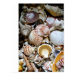 Shell Variety Post Card