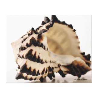 Shell Wrapped Canvas Print