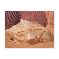 Shells 619 Postcard
