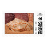 Shells 619 Stamp