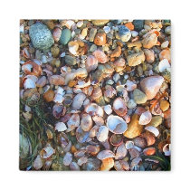 Shells and Pebbles Magnet