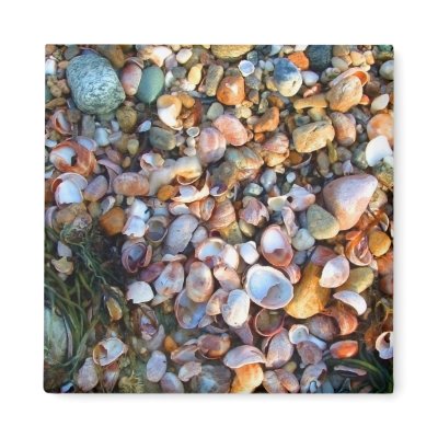 Shells and Pebbles Magnet by thehatch