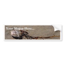 Shells And Seaweed bumper stickers