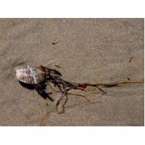 Shells And Seaweed photo sculptures