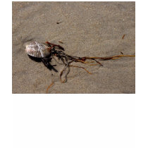 Shells And Seaweed t-shirts