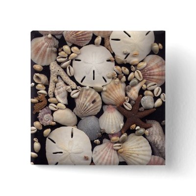Shells Button by dndartstudio