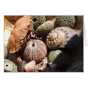 Shells cards