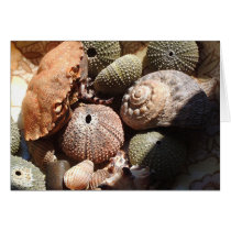 Shells cards by cARTerART Shells cards
