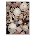 Shells cards by dndartstudio Shells cards