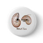 Shells Collection by FishTs.com