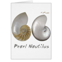 Shells Collection by FishTs.com Cards