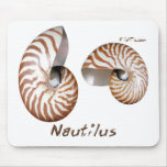 Shells Collection by FishTs.com