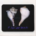 Shells Collection by FishTs.com