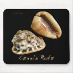 Shells Collection by FishTs.com