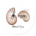 Shells Collection by FishTs.com Round Stickers