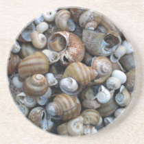 Shells from the lake coasters