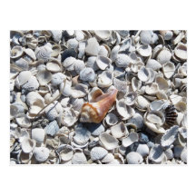 Shells Galore Postcard