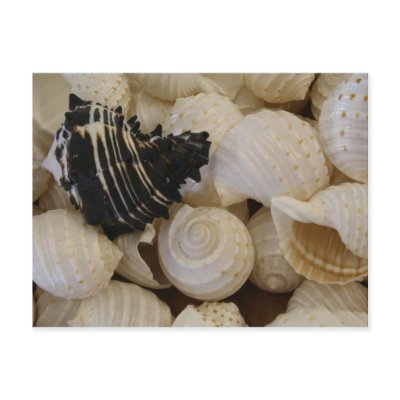 Shells I Postcard by dangerphoto