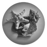 Shells in black and white stickers
