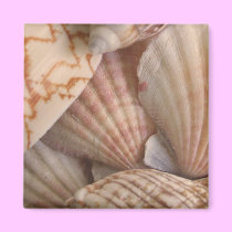 Shells Magnet magnets