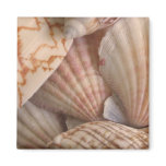 Shells Magnet