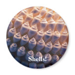 Shells! magnets