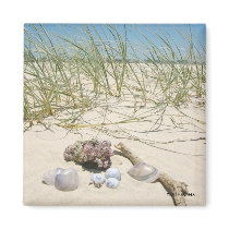 Shells Magnet