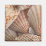 Shells Magnet