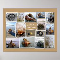 Shells of Daufuskie Island, SC Posters