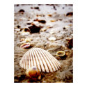 Shells on the seashore.. Print by webgrrl Shells on the seashore.. Print