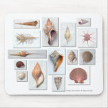 Shells on White Mousepads