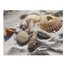 Shells Post Card