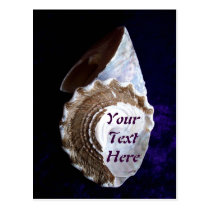 Shells postcards