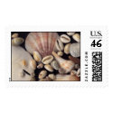 Shells Postage Stamp