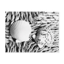 Shells postcards