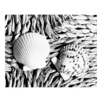 Shells posters