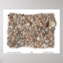Shells Posters