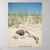 Shells Poster