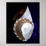 "Shells" print