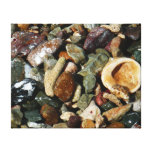 Shells, Rocks and Coral Canvas Print