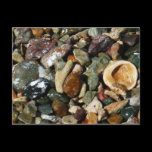 Shells, Rocks and Coral Postcard